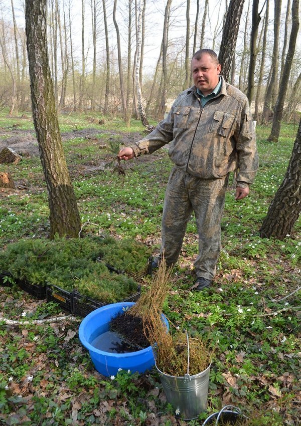 Як на Волині садять ліс. ФОТО